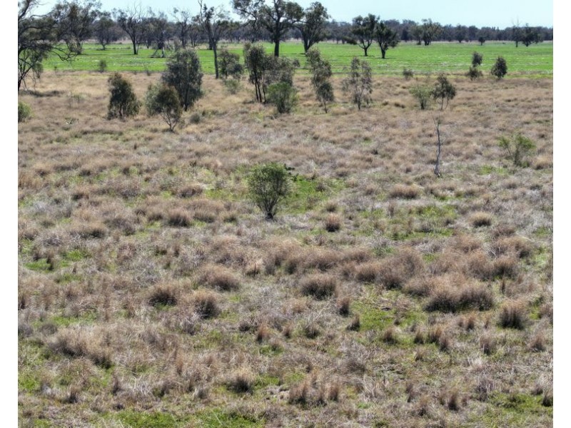 Rosewood, Collarenebri NSW 2833