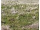 Rosewood, Collarenebri NSW 2833