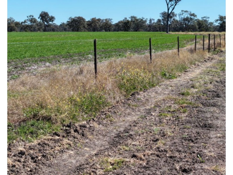 Rosewood, Collarenebri NSW 2833