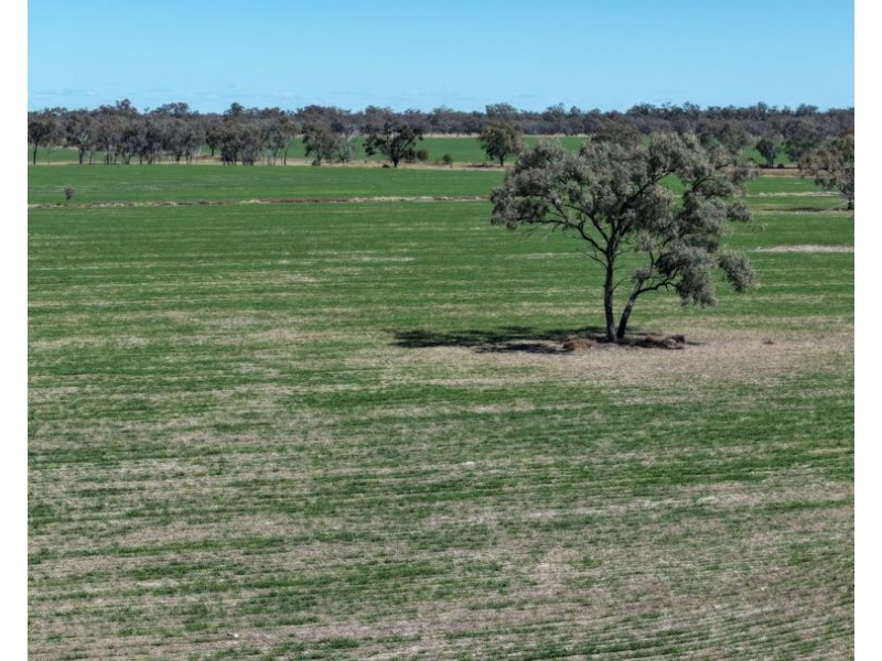 Rosewood, Collarenebri NSW 2833