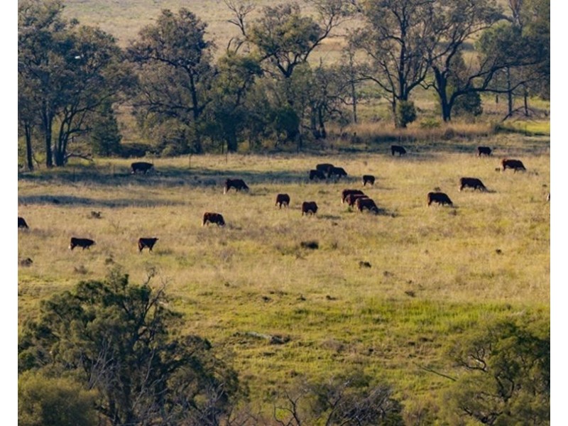 Garrambeel, Bingara NSW 2404