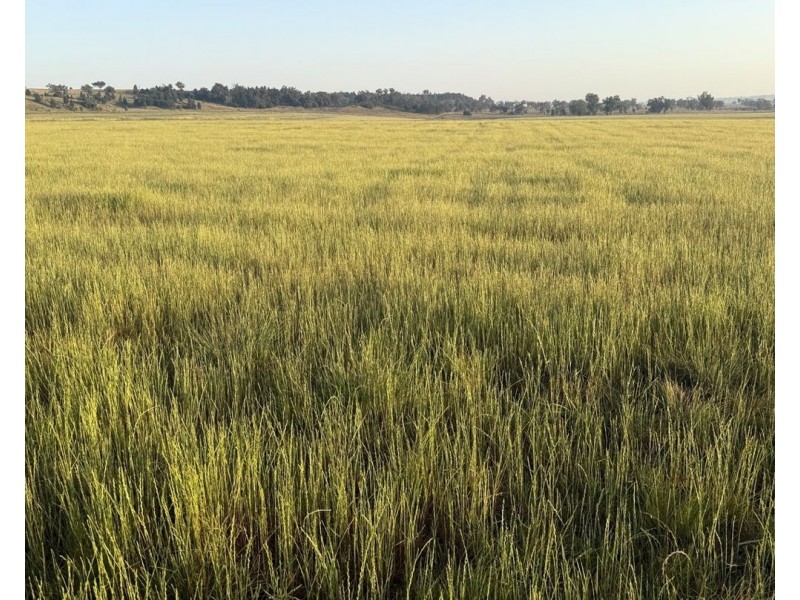 Garrambeel, Bingara NSW 2404