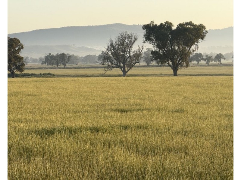 Garrambeel, Bingara NSW 2404