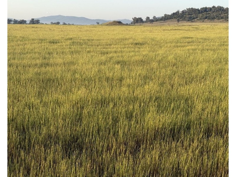 Garrambeel, Bingara NSW 2404