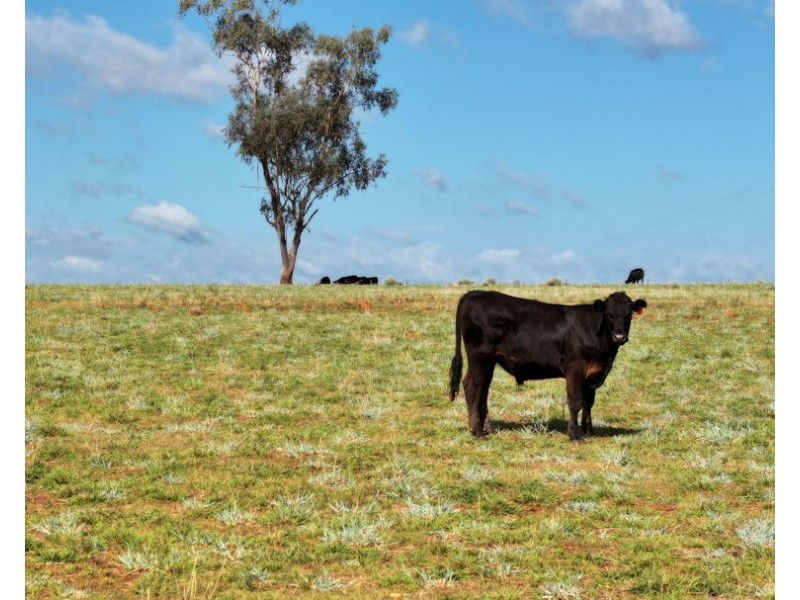 Karamah, Bingara NSW 2404