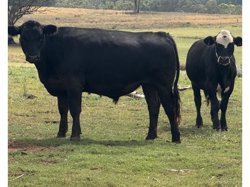 Karamah, Bingara NSW 2404