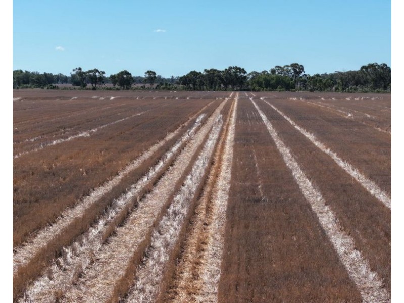 Lot 101 DP 1168983 Cheecome Road, Moree NSW 2400