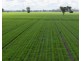 141 Cheecome Road, Moree NSW 2400