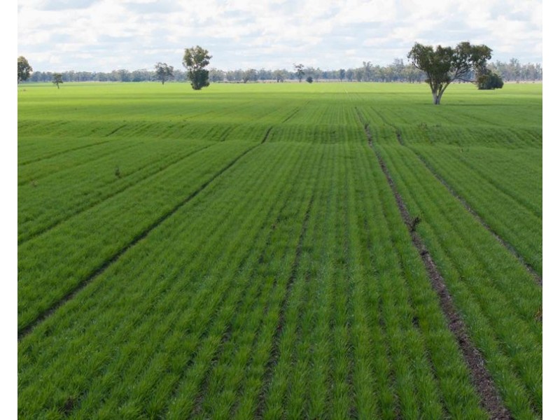 141 Cheecome Road, Moree NSW 2400