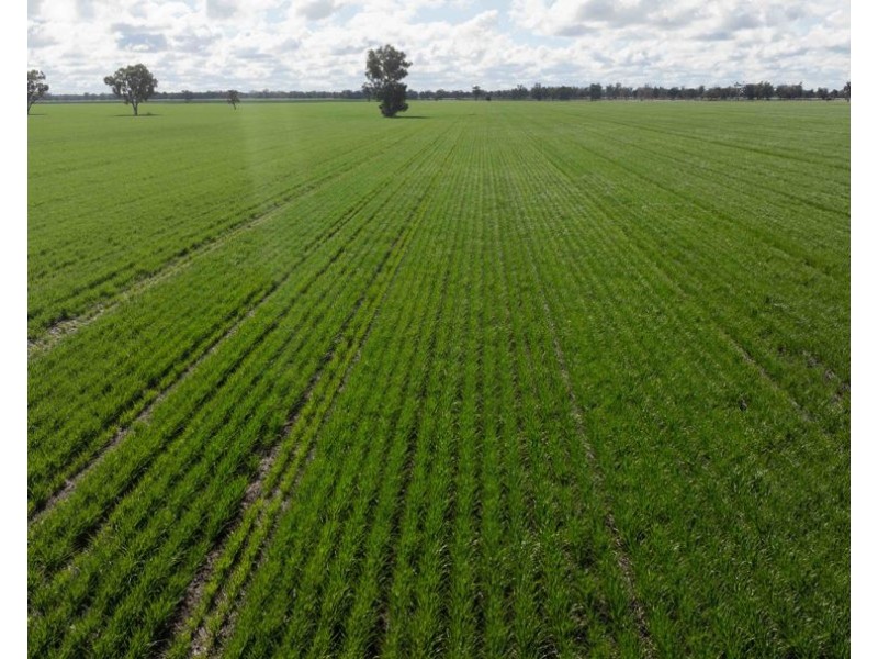 141 Cheecome Road, Moree NSW 2400