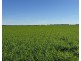 141 Cheecome Road, Moree NSW 2400