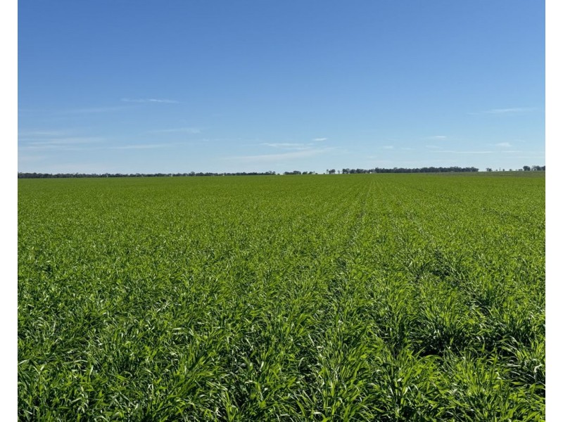 141 Cheecome Road, Moree NSW 2400