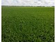 141 Cheecome Road, Moree NSW 2400