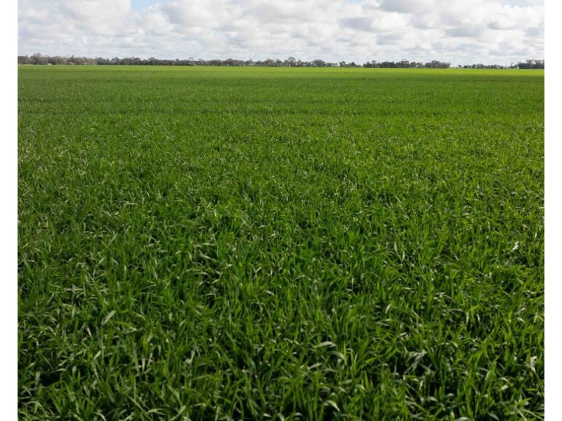 141 Cheecome Road, Moree NSW 2400