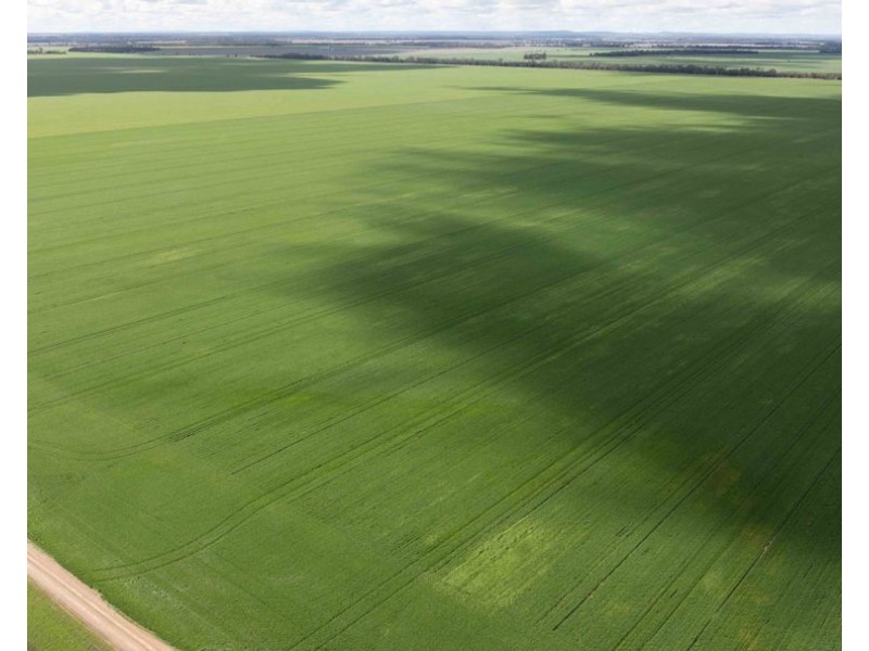 141 Cheecome Road, Moree NSW 2400