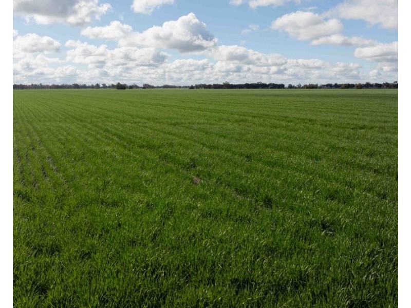 141 Cheecome Road, Moree NSW 2400