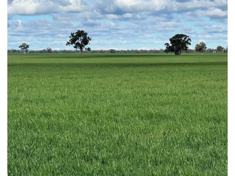 141 Cheecome Road, Moree NSW 2400
