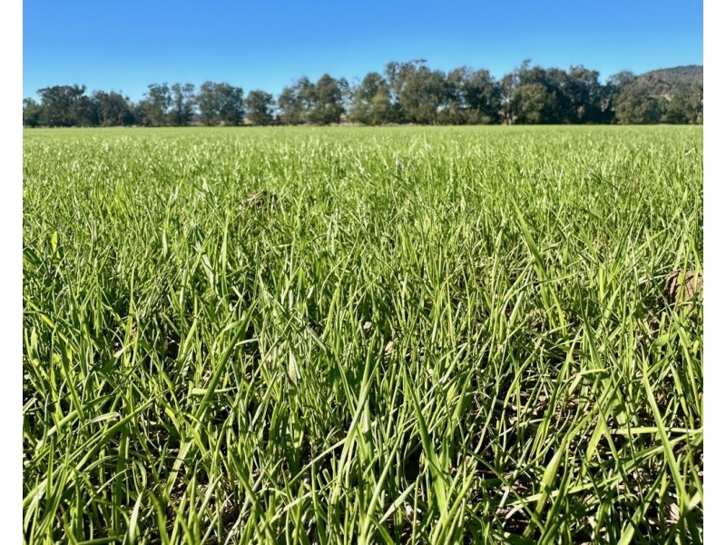 THE GLEN/308 Allambie Road, Edgeroi NSW 2390