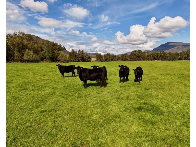 THE GLEN/308 Allambie Road, Edgeroi NSW 2390