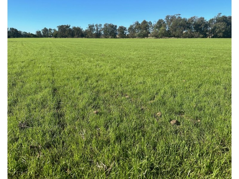 THE GLEN/308 Allambie Road, Edgeroi NSW 2390
