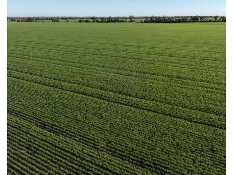Billandrie West, Pallamallawa NSW 2399