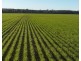 Billandrie West, Pallamallawa NSW 2399