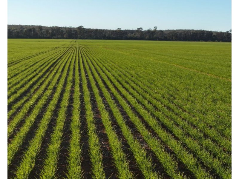 Billandrie West, Pallamallawa NSW 2399
