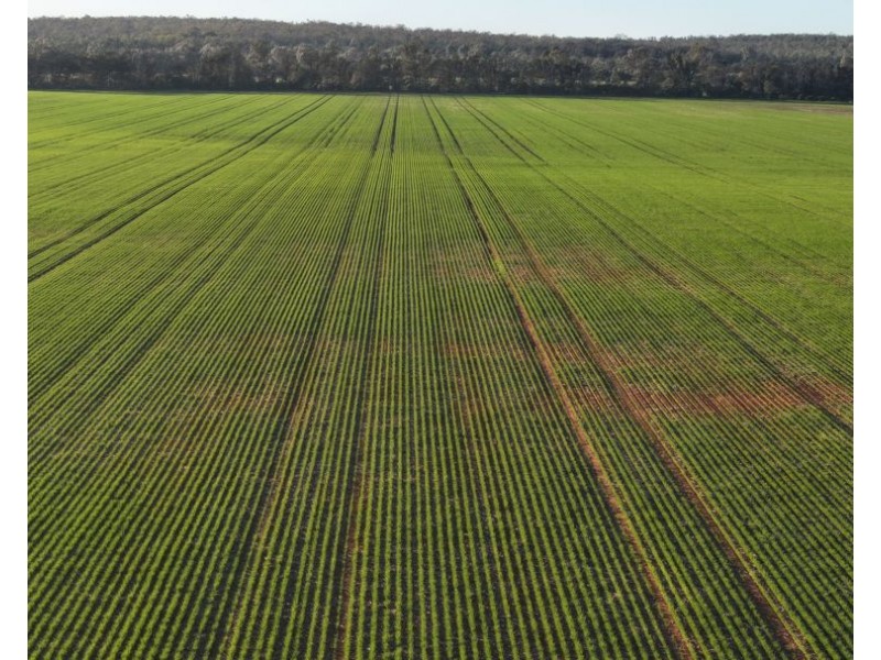 Billandrie West, Pallamallawa NSW 2399