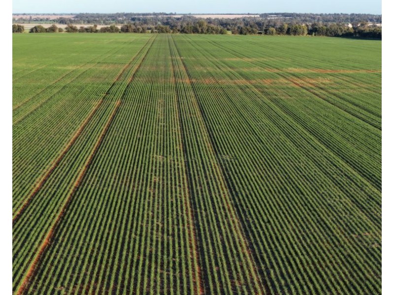 Billandrie West, Pallamallawa NSW 2399