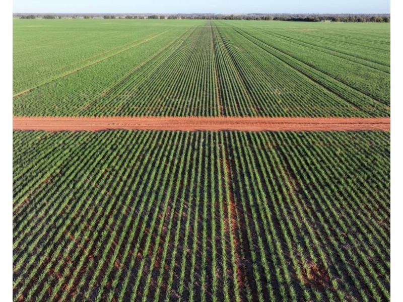 Billandrie West, Pallamallawa NSW 2399