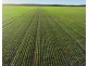Billandrie West, Pallamallawa NSW 2399