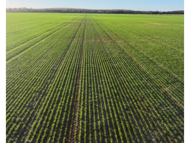 Billandrie West, Pallamallawa NSW 2399