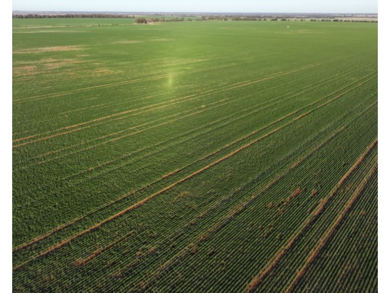 Billandrie West, Pallamallawa NSW 2399
