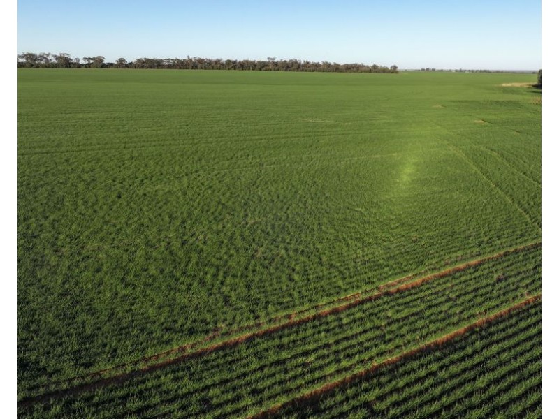 Billandrie West, Pallamallawa NSW 2399