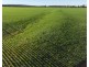 Billandrie West, Pallamallawa NSW 2399