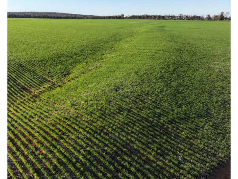 Billandrie West, Pallamallawa NSW 2399