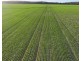 Billandrie West, Pallamallawa NSW 2399
