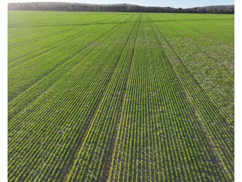 Billandrie West, Pallamallawa NSW 2399