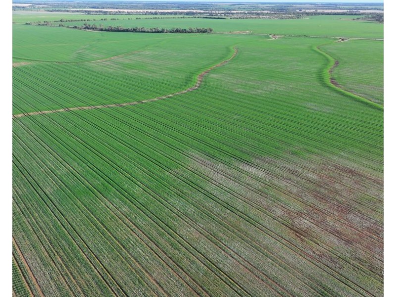 Billandrie West, Pallamallawa NSW 2399