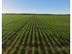 Billandrie West, Pallamallawa NSW 2399