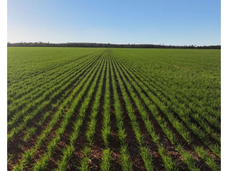 Billandrie West, Pallamallawa NSW 2399