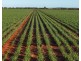 Billandrie West, Pallamallawa NSW 2399