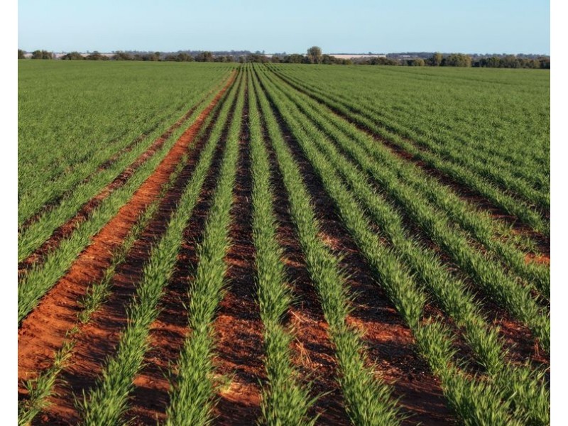 Billandrie West, Pallamallawa NSW 2399