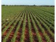 Billandrie West, Pallamallawa NSW 2399