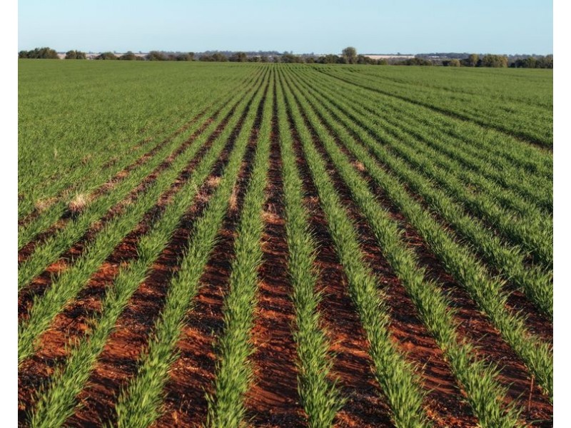 Billandrie West, Pallamallawa NSW 2399