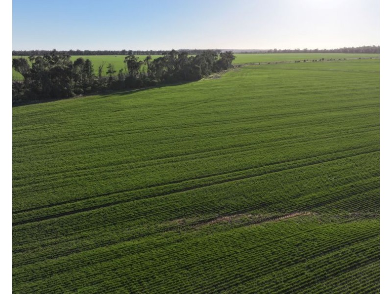 Billandrie West, Pallamallawa NSW 2399