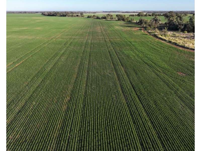 Billandrie West, Pallamallawa NSW 2399