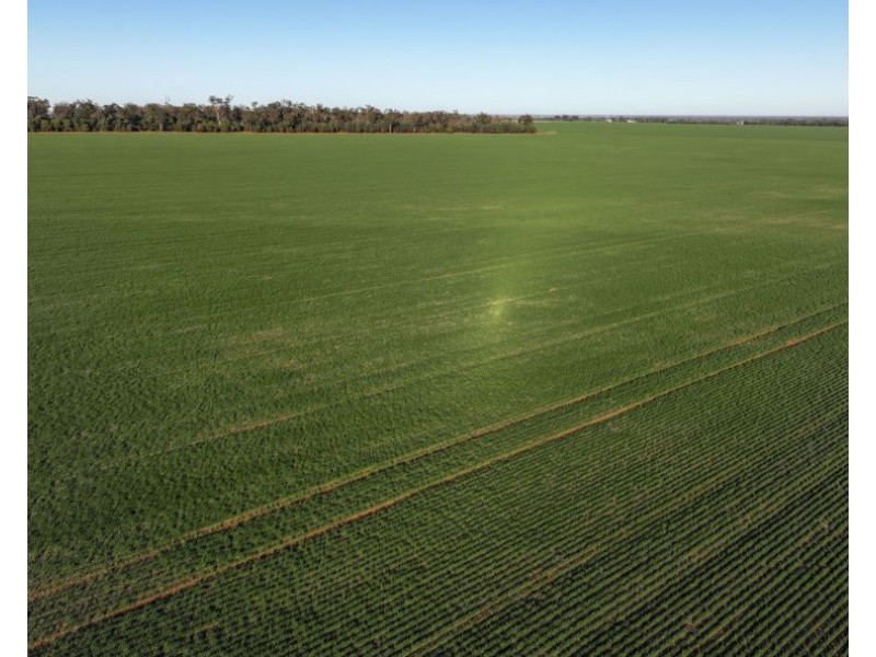 Billandrie West, Pallamallawa NSW 2399