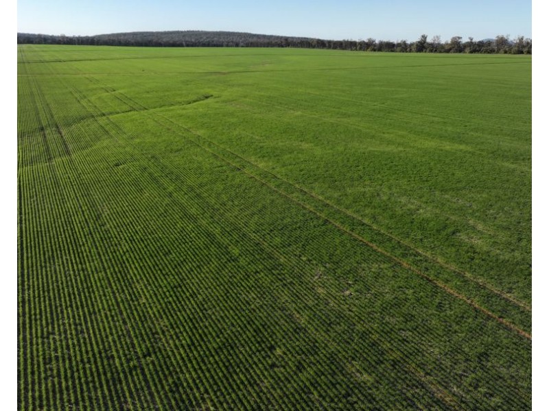 Billandrie West, Pallamallawa NSW 2399