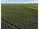 Billandrie West, Pallamallawa NSW 2399